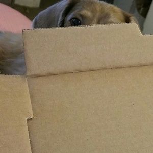 Meet your Posher, Nat